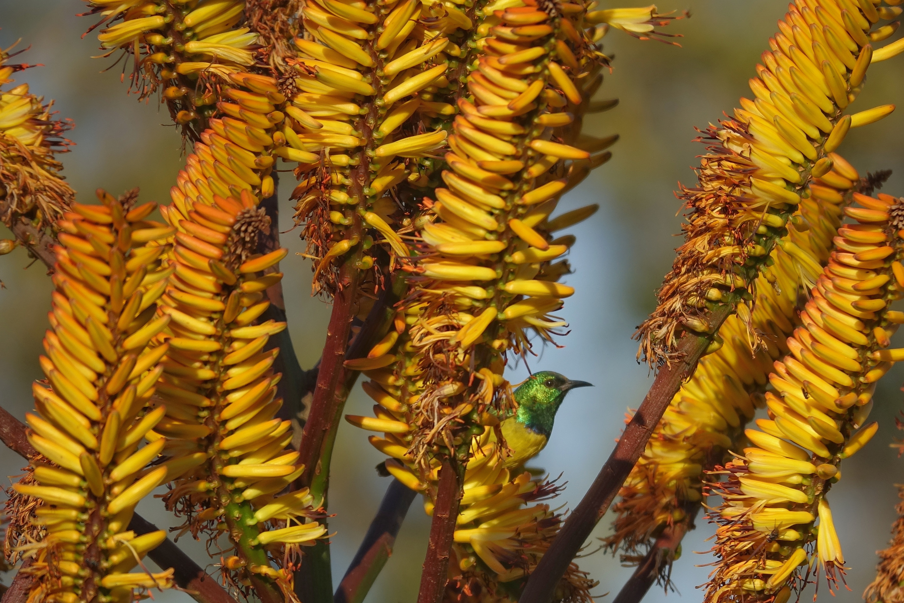 Fleurs jaunes